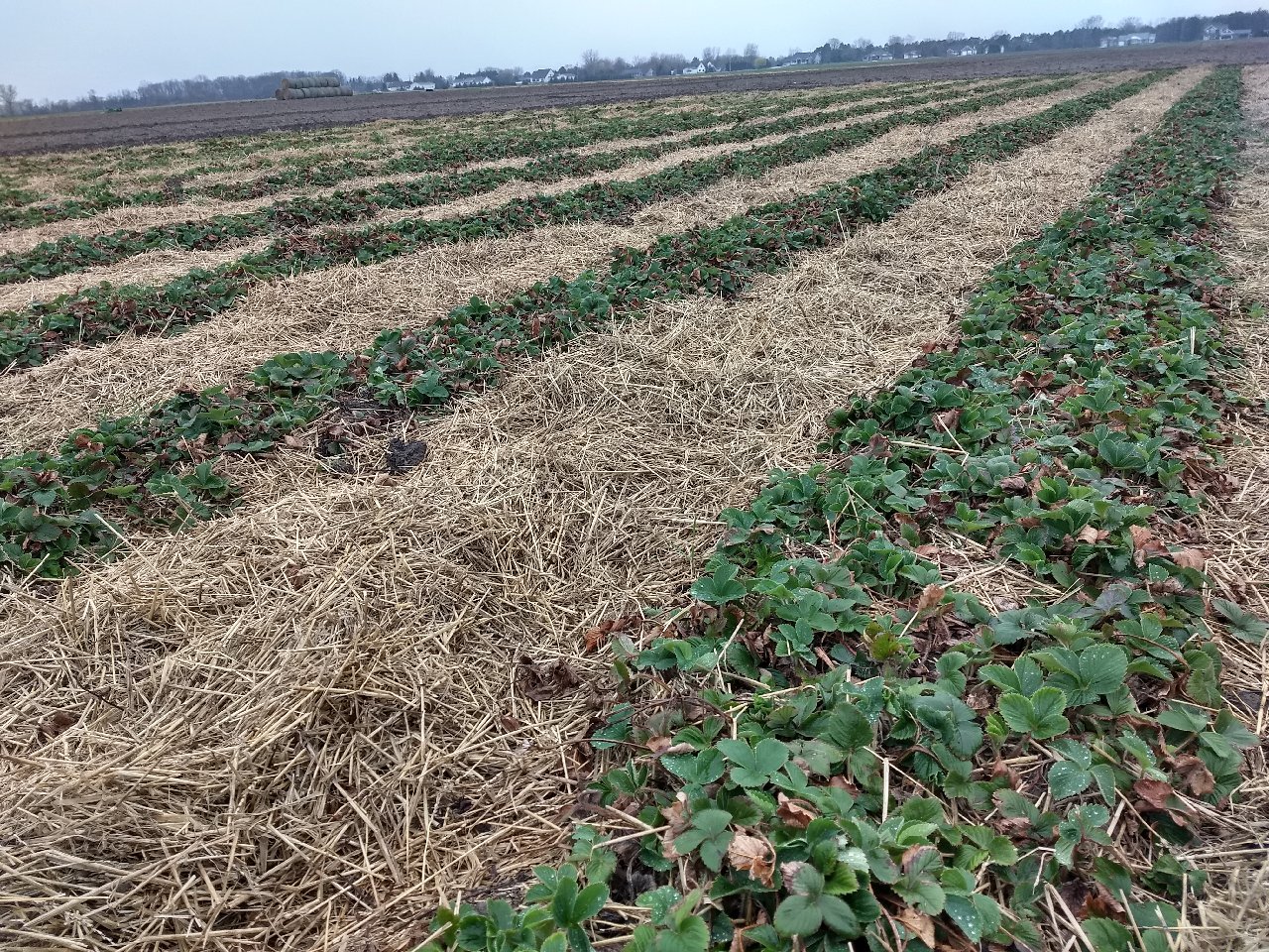 Rows of strawberries.